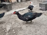 Ducks — foto 7