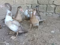 Ducks — 5-сурет