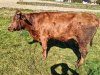 母牛, Cattle — 照片 1