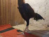 Chickens — 4-сурет