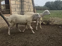 भेड़, भेड़ — फ़ोटो 6