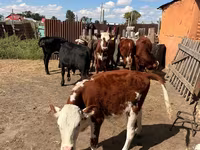 أبقار (دفعة، الجنس غير محدد), Swiss cattle — الصورة 2