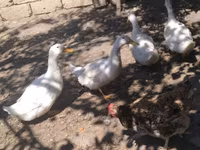 American Pekin — photo 1