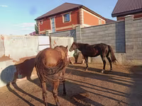 Caballo, Kazakh horse — foto 5