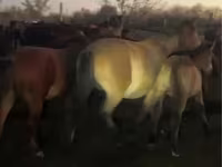 母马, Horses — 照片 1
