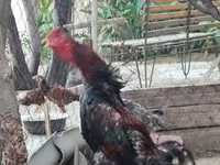 Chickens — फ़ोटो 6