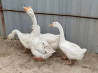 Geese — الصورة 3