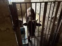 Bulle, Simmental cattle — Foto 3