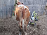 母牛, Simmental cattle — 照片 4