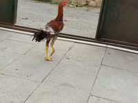 Chickens — Foto 4