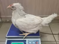 Chickens — الصورة 3