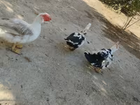 pato criollo doméstico — foto 5