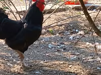 Chickens — foto 2