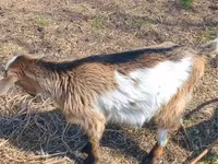 عنزة, Alpine goat — الصورة 8