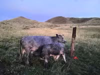 بقرة, Simmental cattle — الصورة 1