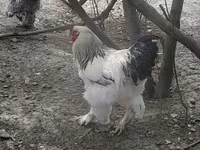 دومينانت — الصورة 2