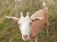 Ziege, Ziegen — Foto 4