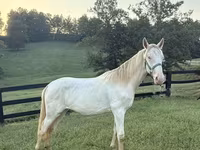 Hengst, Rocky Mountain Horse — Foto 6