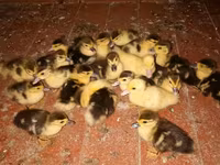 Ducks — Foto 3