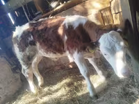 Bovinos (lote, sexo no especificado), Simmental cattle — foto 3