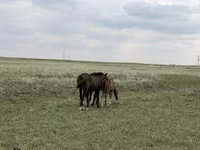 公马, Orlov Trotter — 照片 2