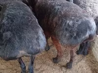 母羊, Hissar sheep — 照片 2