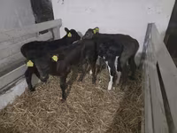 Kuh, Holstein-Rasse — Foto 3