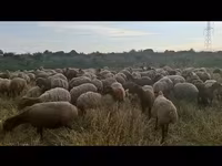 Вівця, Вівці — фото 4