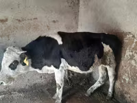 Bulle, Russian Black pied cattle — Foto 2