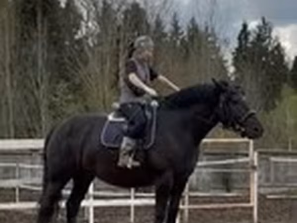 فرس, Percheron