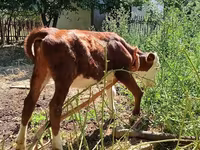 Bulle, Kasachische Weißkopfkuh — Foto 8