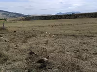 Turkeys — फ़ोटो 4