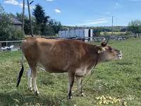 Sigir, Jersey zotasi — 2-rasm