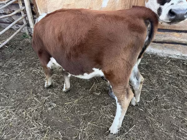 Rinder (Partie, Geschlecht nicht angegeben), Simmental cattle