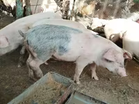 Schweine (Partie, Geschlecht nicht angegeben), Schweine — Foto 1