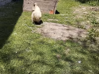 Seidenhuhn — Foto 5