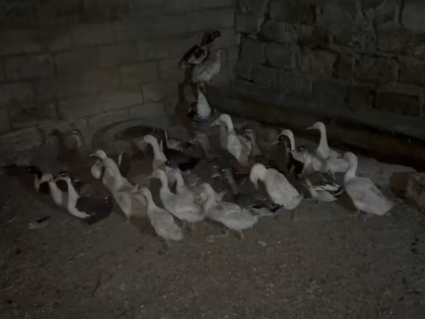 Geese