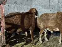 Қошқар, Edilbay sheep — 1-сурет