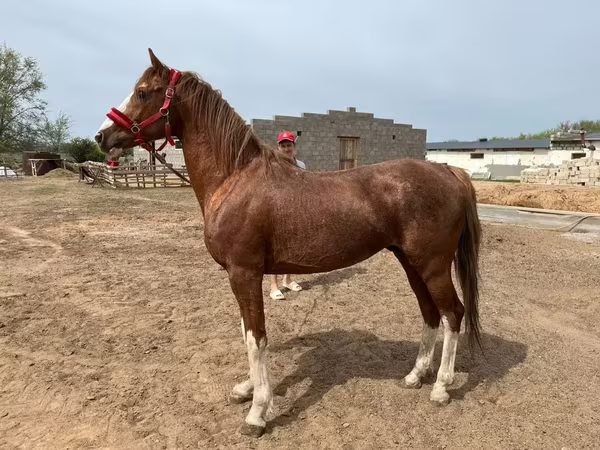 Caballo, Arabian horse