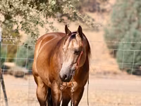 حصان, Quarter Horse — الصورة 4