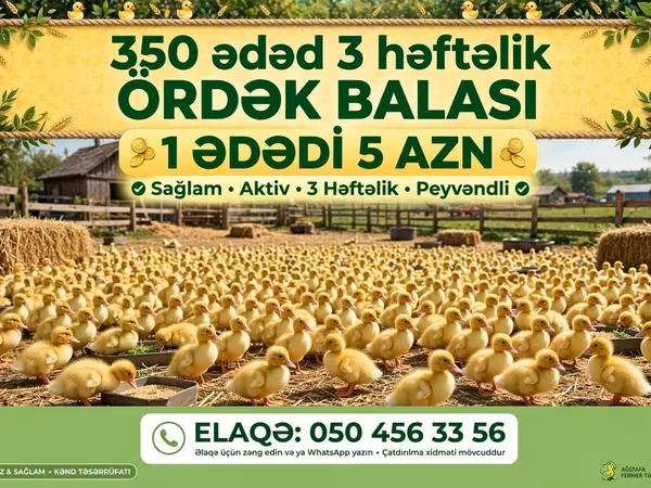 Ducks
