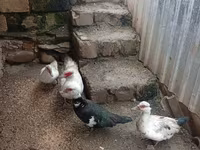 Ducks — الصورة 3