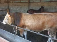 ثور, Swiss cattle — الصورة 2