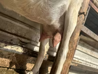 बकरी, Alpine goat — फ़ोटो 5