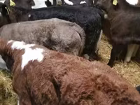 Bull, Cattle — photo 6