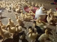 Ducks — Foto 1