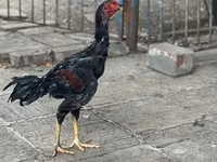 Guinea fowl — 照片 2