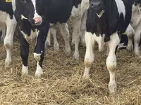 Buğa, Russian Black pied cattle — foto 3
