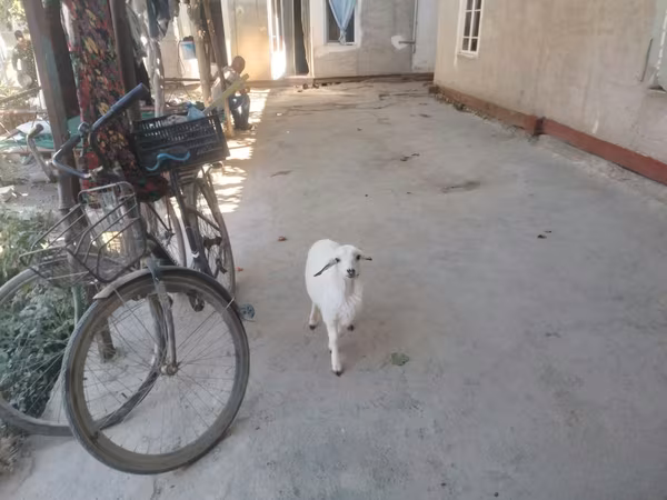 Ram, Sheep