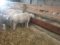 母羊, Baerchuke sheep — 照片 2